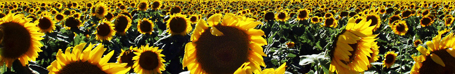 Evidence of Design Rotating Header Image