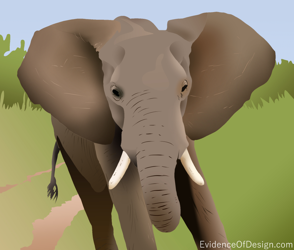 Just HOW DO the elephant's ears keep it cool? Find out now by clicking the picture! #evidence #evidenceofdesign #elephant #elephantear #elephantsears #animal #nature