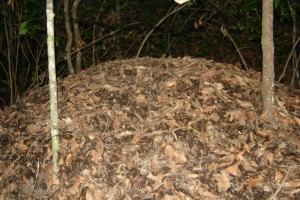 megapode nest