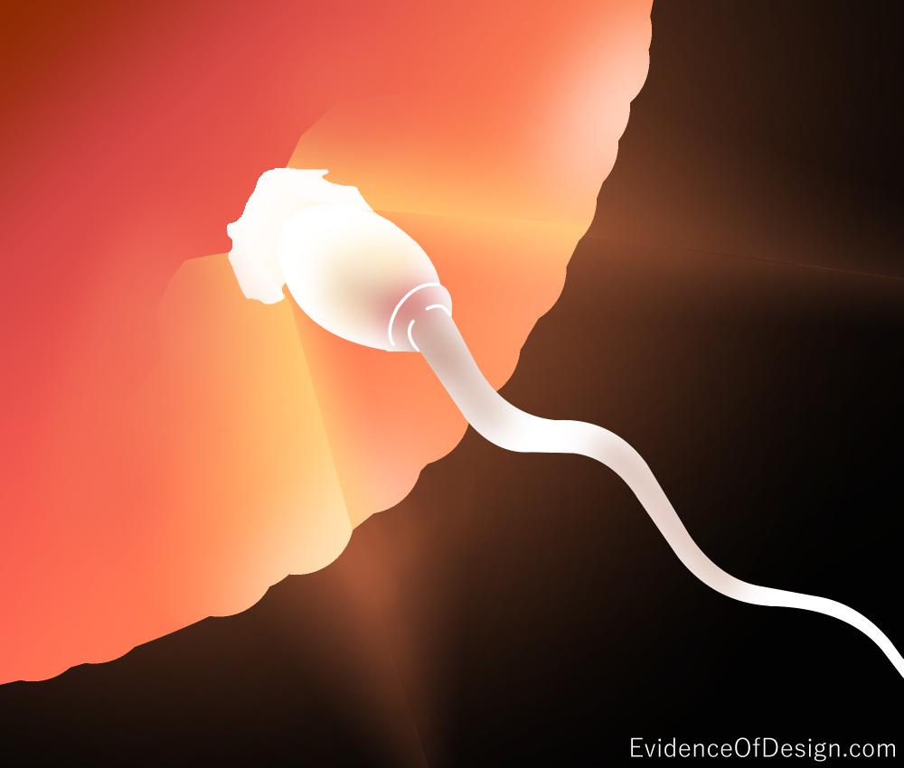 How COMPLICATED do you think reproduction can get? Does this really prove Evolution? Not at all. Find out by clicking above. #creation #reproduction #sex #love #manandwoman #Evolution #sperm #egg