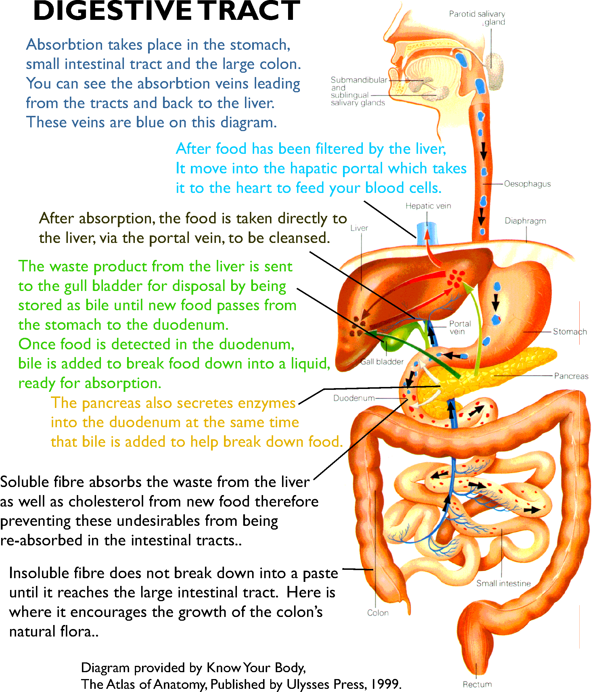 [DIAGRAM] Cattle Digestive System Diagram - MYDIAGRAM.ONLINE
