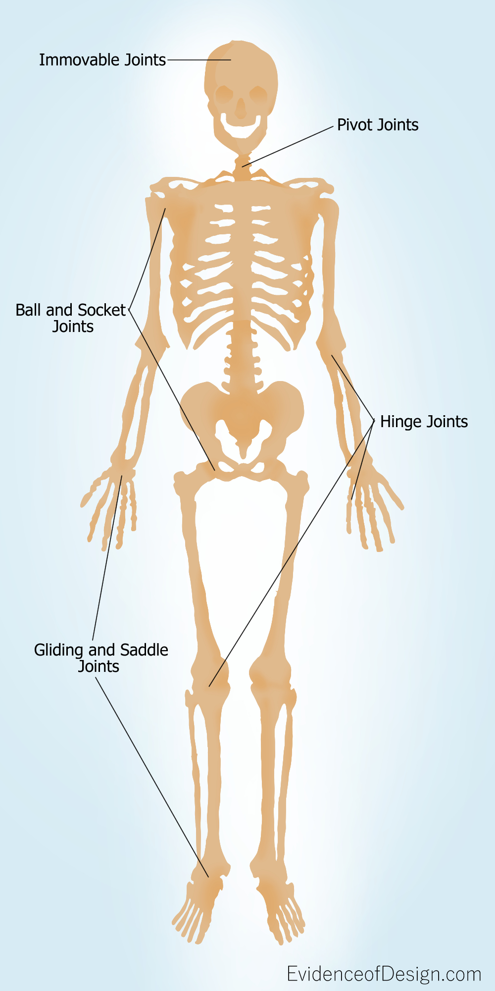 Is Life not giving you the freedom you want? Look no further than your own bones for the answer! Click the picture above to find out more. #enidenceofdesign #God'sdesign