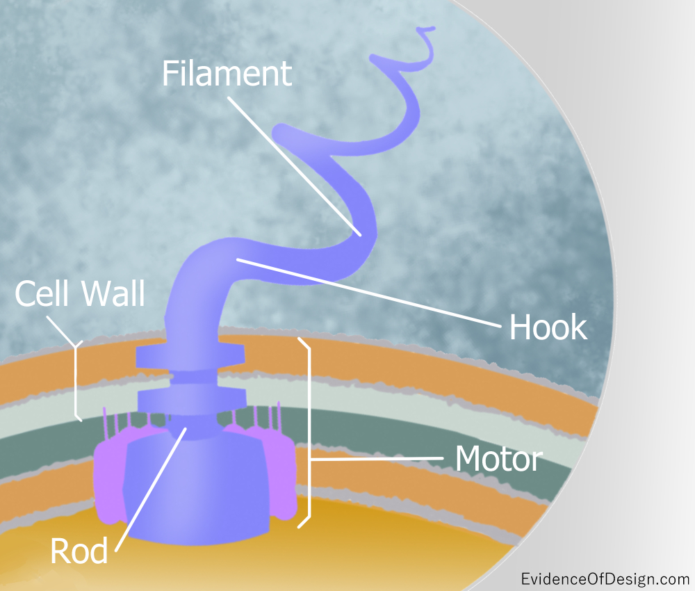 Everyone's supposed to know that everything came from simple things and evolved into complex things. But is that possible with even a flagella's motor? Find out by clicking the picture above. #flagellum #flagellummotor #creation #godisnotdead #evidenceofdesign