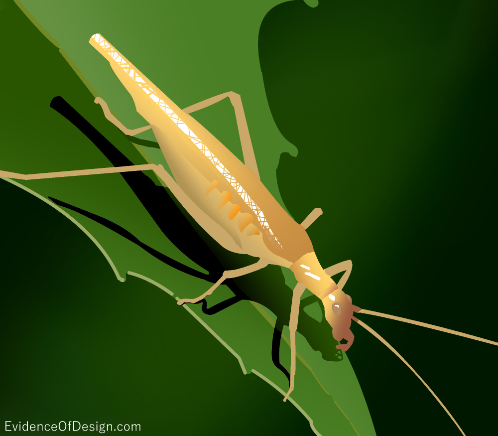 Have you ever heard of the Tree-Cricket? If you haven't you don't want to miss discovering the amazing abilities of this creature! Find out more by clicking the picture. #insect #evidenceofdesign #animal #creationevidence