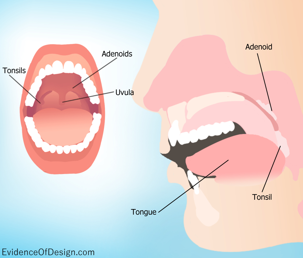 Is YOUR THROAT ON FIRE? If it isn't now, it may be soon. Check out the article by clicking above just to be safe. #tonsils #evolution #creation #creationevidence #evidenceofdesign #vestigeorgans #tonsilremoval #science #vestigeorgan