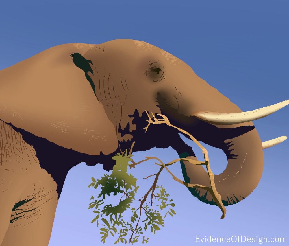 You won't BELIEVE how many muscles an elephant trunk has! Find out by clicking on the image above. #elephant #nature #evidenceofdesign #evidence