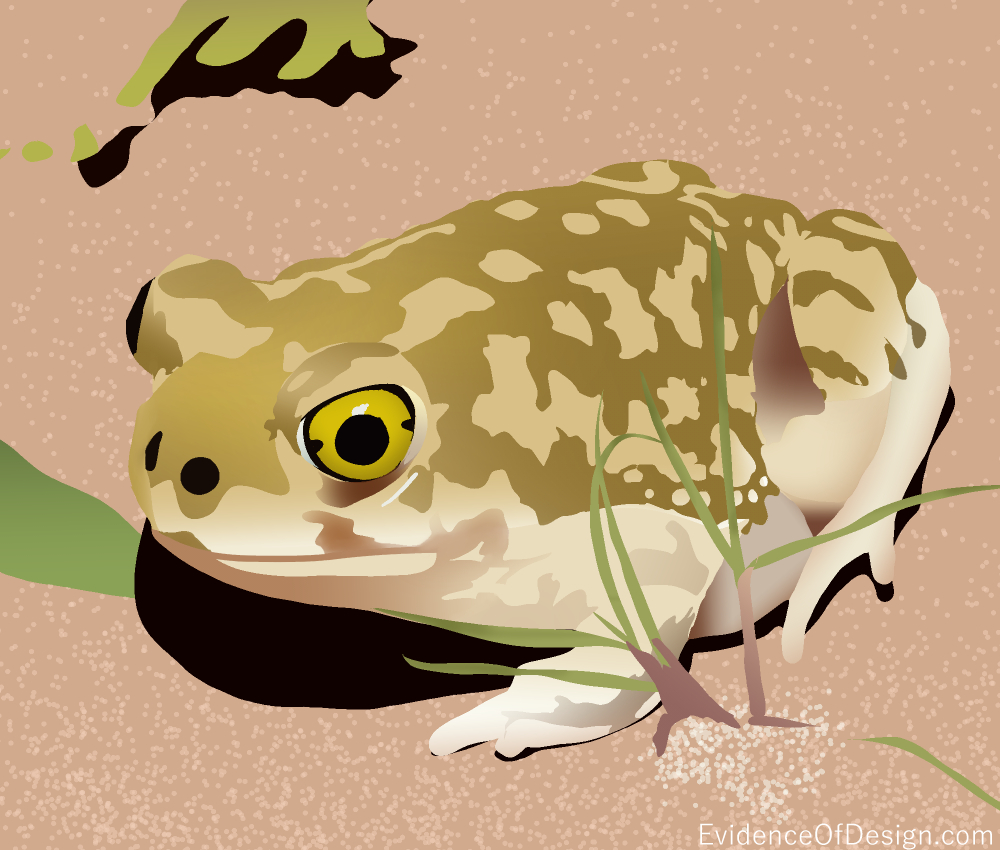 Welcome to ARIZONA land of Couch's Spadefoot Toad. What's that? Find out by clicking above. #evidenceofdesign #creation #evidence #toad #frog #animal #animalkingdom #creationevidence