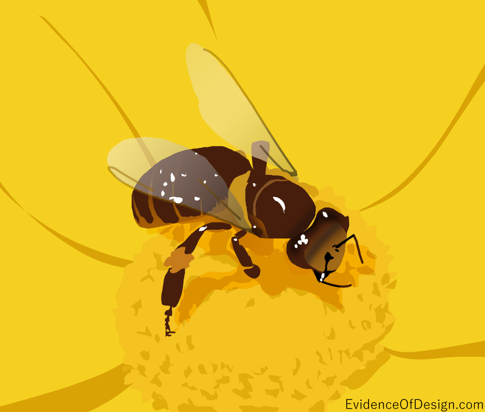 Does Evolution really have a BIG PROBLEM with bees? Yup. The honey bee will show you as you read the newest article! #evidenceofdesign #creation #creationevidence #science #evolution #bee #honeybee #honeybees #pollination