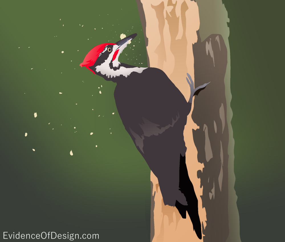 Why does the Woodpecker NOT have brain damage from all the tapping?! Find out by clicking the pic! #evidence #evidenceofdesign #woodpecker #woodpeckers #birds #nature